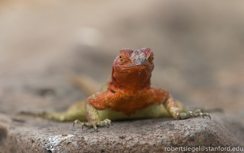 galapagos